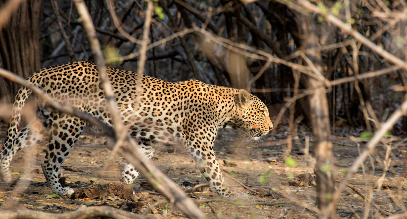 The Hunt - BBC Earth